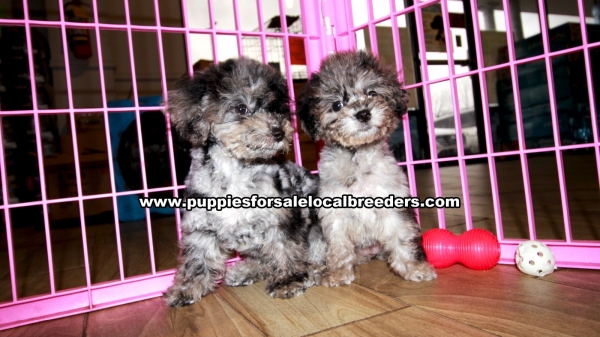 Rare Merle Malti Poo Puppies For Sale Georgia
