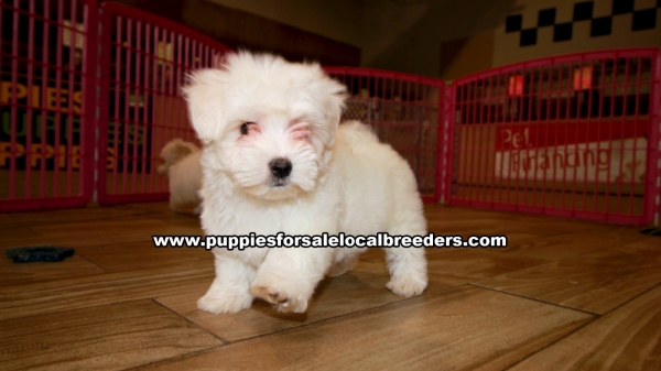 maltese puppies for sale $500