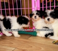 Morkie Puppies For Sale Georgia Atlanta