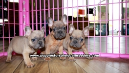 Lilac French Bulldog Puppies for sale Ga Atlanta