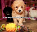 Bichon Poo Puppies For Sale Georgia
