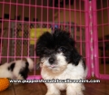 Morkie Puppies for sale Ga Atlanta