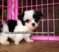 Morkie Puppies for sale Ga Atlanta