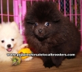 Little Pomeranian Puppies For Sale Georgia