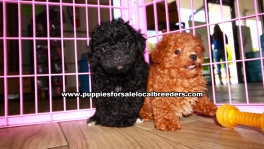 Little Poodle Puppies For Sale Georgia