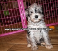 Pretty Merle Schnoodle Puppies For Sale Georgia