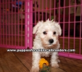 Pretty Merle Schnoodle Puppies For Sale Georgia