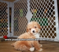 Red Bichon Poo Puppies For Sale Georgia