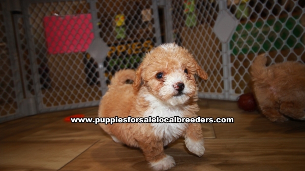 Red Bichon Poo Puppies For Sale Georgia