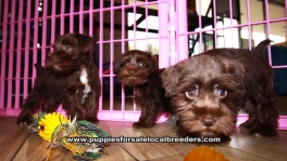 Chocolate Mini Schnauzer Puppies For Sale Georgia Atlanta
