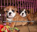 Brindle English Bulldog Puppies For Sale Georgia Atlanta