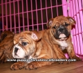 Brindle English Bulldog Puppies For Sale Georgia Atlanta