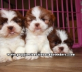Tiny Shih Tzu Puppies For Sale Georgia