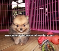 Tiny Pomeranian Puppies For Sale Georgia