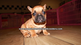 Small French Bulldog Puppies For Sale Georgia