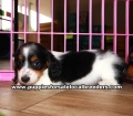 Long Hair Mini Dachshund Puppies For Sale Georgia