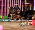 Little Yorkie Puppies For Sale Georgia