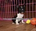 Adorable Frenchton Puppies For Sale Georgia