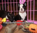 Adorable Frenchton Puppies For Sale Georgia