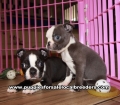 Adorable Boston Terrier Puppies For Sale Georgia