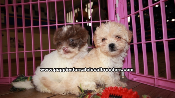Adorable Shih Poo Puppies For Sale Georgia