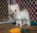Adorable Pomeranian Puppies for sale Ga