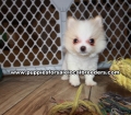Adorable Pomeranian Puppies for sale Ga