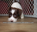 Adorable Mini Schnauzer Puppies for sale Ga