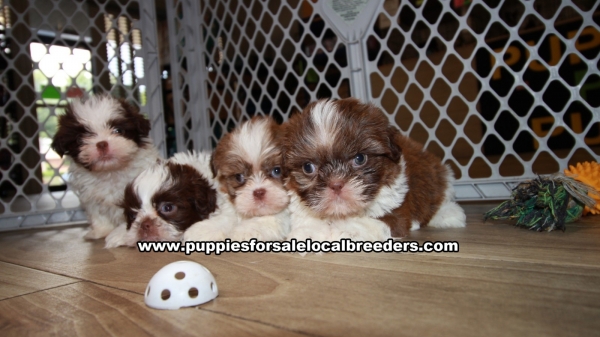 Adorable Shih Tzu Puppies for sale Ga