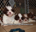 Adorable Shih Tzu Puppies for sale Ga