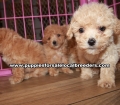 Adorable Malti Poo Puppies for sale Ga
