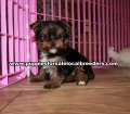 Adorable Yorkie Terrier Puppies for sale Ga
