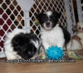 Gorgeous Morkie Puppies For Sale Georgia