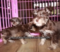 Lovely Mini Schnauzer Puppies For Sale Georgia