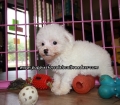 Lovely Bichon Frise Puppies For Sale Georgia