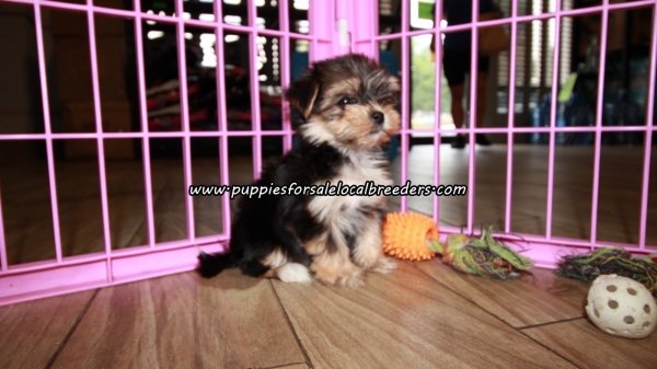 Lovely Morkie Puppies For Sale Georgia