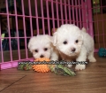 Lovely Maltese Puppies For Sale Georgia