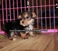 Lovely Yorkie Puppies For Sale Georgia
