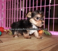 Lovely Yorkie Puppies For Sale Georgia