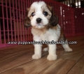 Cute Cavachon Puppies For Sale Georgia