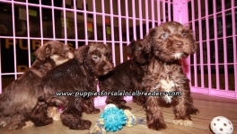 Cute Mini Schnauzer Puppies For Sale Georgia