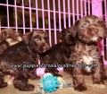 Cute Mini Schnauzer Puppies For Sale Georgia