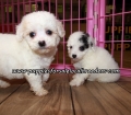 Cute Maltipoo Puppies For Sale Georgia