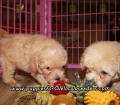 Cute Bichonpoo Puppies For Sale Georgia