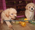 Cute Bichonpoo Puppies For Sale Georgia