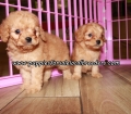 Cute Cavapoo Puppies For Sale Georgia