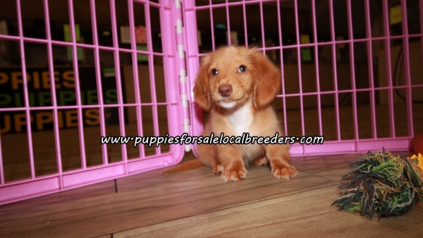 Perfect Mini Dachshund Puppies For Sale Georgia