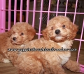 Perfect Poodle Puppies For Sale Georgia