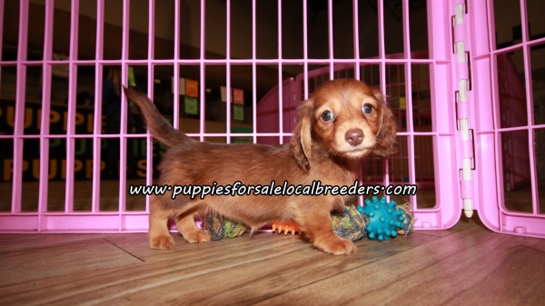 Sweet Mini Dachshund Puppies For Sale Georgia