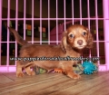 Sweet Mini Dachshund Puppies For Sale Georgia